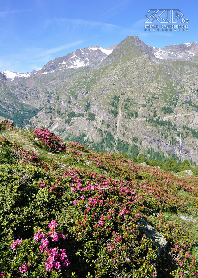 Alpine roses Blooming alpine roses (Rhododendron ferrugineum). Stefan Cruysberghs